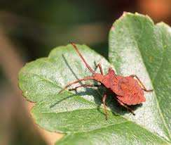 Attēlu rezultāti vaicājumam “Coreus marginatus nymph”