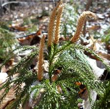 Attēlu rezultāti vaicājumam “Lycopodium dubium”