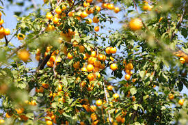 Attēlu rezultāti vaicājumam “Prunus cerasifera fruit”