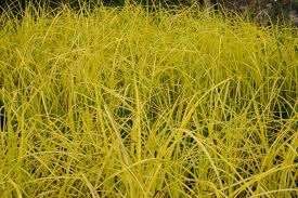 Attēlu rezultāti vaicājumam “Carex elata”