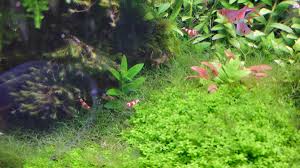 Attēlu rezultāti vaicājumam “Riccia fluitans”