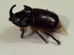 Attēlu rezultāti vaicājumam “Oryctes nasicornis”