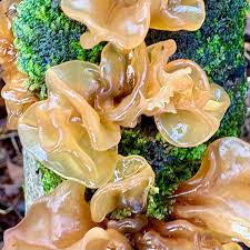 Attēlu rezultāti vaicājumam “Tremella foliacea”