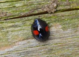 Attēlu rezultāti vaicājumam “Chilocorus renipustulatus”