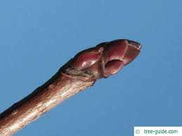 Attēlu rezultāti vaicājumam “Acer platanoides bud”