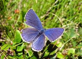 Attēlu rezultāti vaicājumam “Vacciniina optilete underside”