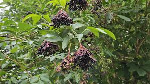 Attēlu rezultāti vaicājumam “Sambucus nigra fruit”