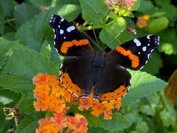 Attēlu rezultāti vaicājumam “Vanessa atalanta”