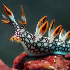 ผลการค้นหารูปภาพสำหรับ Bornella Anguilla