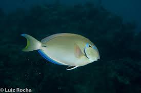 Image result for Acanthurus bahianus