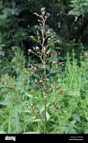 Attēlu rezultāti vaicājumam “Scrophularia nodosa flower”