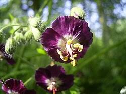 Image result for Storchschnäbel