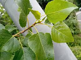 Attēlu rezultāti vaicājumam “Populus nigra”