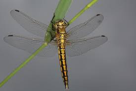 Attēlu rezultāti vaicājumam “Orthetrum cancellatum”