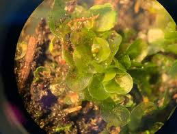 Attēlu rezultāti vaicājumam “Bryoerythrophyllum recurvirostrum sporophyte”