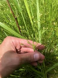 Attēlu rezultāti vaicājumam “Juncus bufonius fruit”