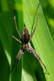 Attēlu rezultāti vaicājumam “Pisauridae”