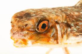 Image result for Dactylopterus volitans