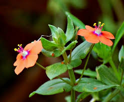 Attēlu rezultāti vaicājumam “Anagallis arvensis flower”