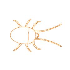 Attēlu rezultāti vaicājumam “Bryobia praetiosa”