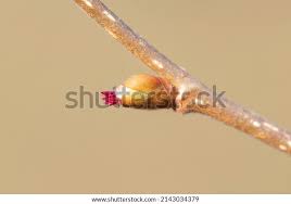 Attēlu rezultāti vaicājumam “Corylus avellana bud”