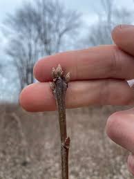 Attēlu rezultāti vaicājumam “Quercus rubra bud”