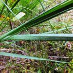Attēlu rezultāti vaicājumam “Carex elongata”