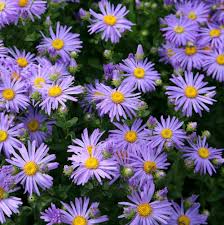 Image result for Aster amellus