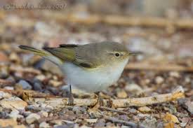 Image result for Phylloscopus orientalis