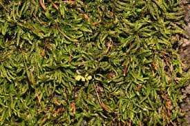 Attēlu rezultāti vaicājumam “Leskea polycarpa sporophyte”