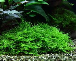 Attēlu rezultāti vaicājumam “Taxiphyllum wissgrillii”