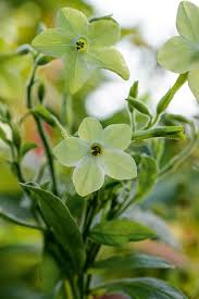 Attēlu rezultāti vaicājumam “Nicotiana tabacum flower”