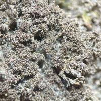 Attēlu rezultāti vaicājumam “Leptogium lichenoides”