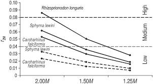 Image result for Rhizoprionodon longurio