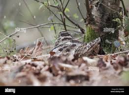 Attēlu rezultāti vaicājumam “Scolopax rusticola nest”