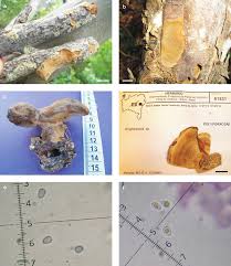 Attēlu rezultāti vaicājumam “Inonotus leporinus”