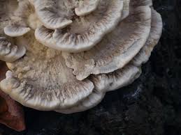 Attēlu rezultāti vaicājumam “Trametes hirsuta”