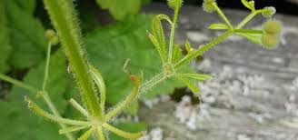 Attēlu rezultāti vaicājumam “Galium triflorum fruit”
