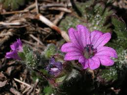 Attēlu rezultāti vaicājumam “Geranium molle flower”
