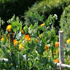 Image result for Erbsen