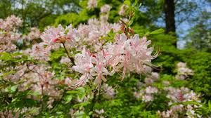 Attēlu rezultāti vaicājumam “Rhododendron periclymenoides”