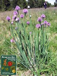 Attēlu rezultāti vaicājumam “Amarillidaceae”