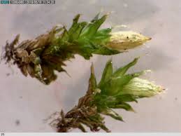 Attēlu rezultāti vaicājumam “Orthotrichum diaphanum”