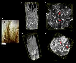 Attēlu rezultāti vaicājumam “Campylopus pyriformis”