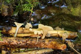 Attēlu rezultāti vaicājumam “Cudoniella clavus”