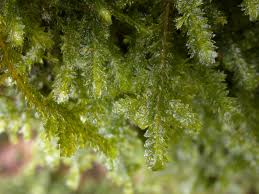 Attēlu rezultāti vaicājumam “Neckera”