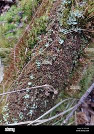 Attēlu rezultāti vaicājumam “Nowellia curvifolia”