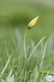 Attēlu rezultāti vaicājumam “Tulipa sylvestris bud”
