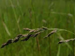 Attēlu rezultāti vaicājumam “Glyceria striata fruit”