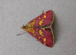 Attēlu rezultāti vaicājumam “Pyrausta purpuralis”